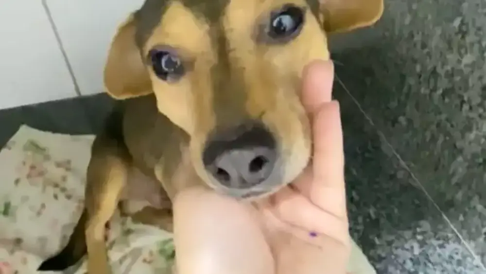 Cão Sorriso sobrevive a abandono e atropelamento e busca lar em Campo Grande