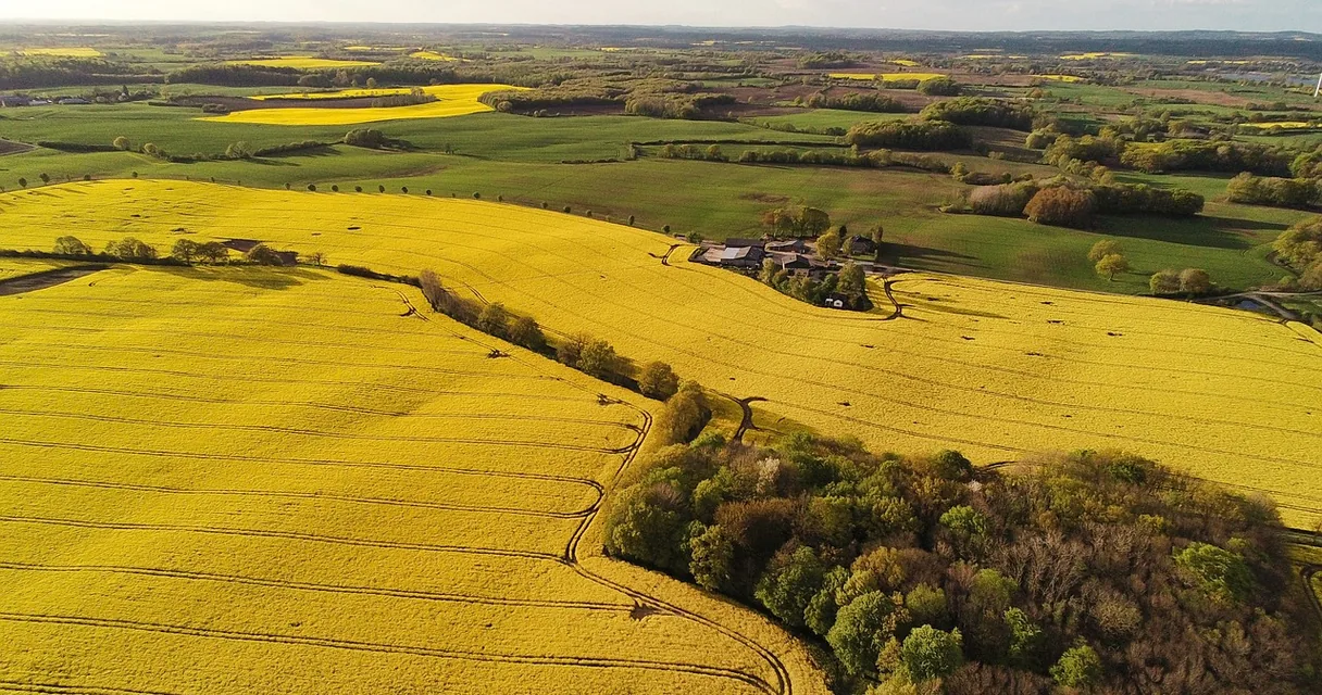 Vista aérea de campos cultivados com fragmento de mata ao fundo