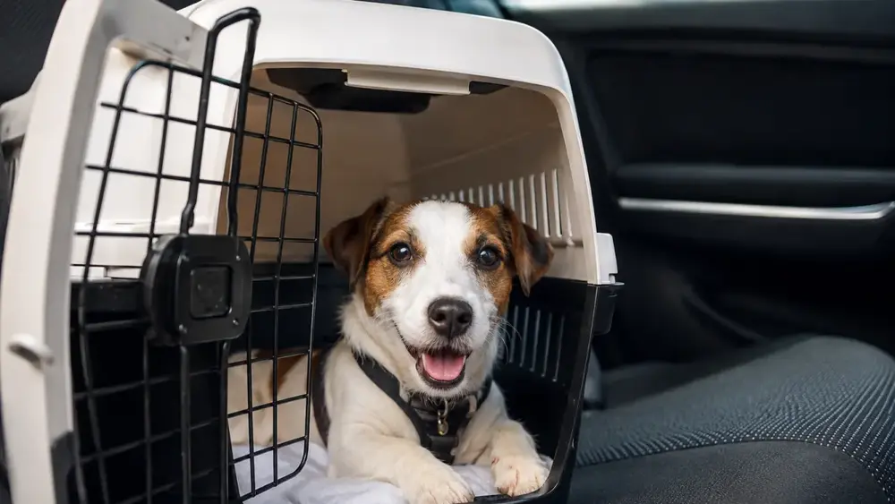 Férias com pet: dicas para evitar estresse e problemas