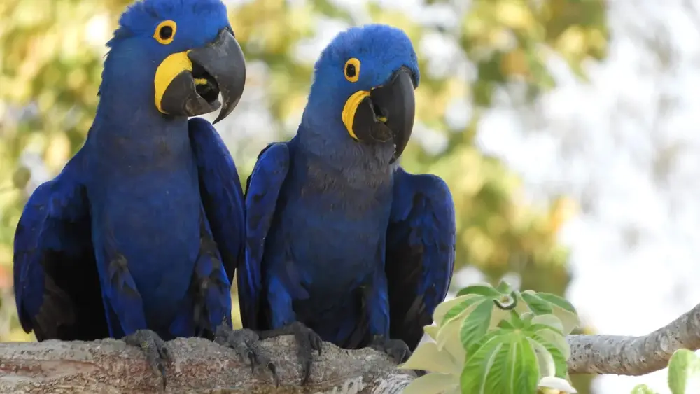 Fogo no Pantanal recoloca arara-azul na lista de vulneráveis