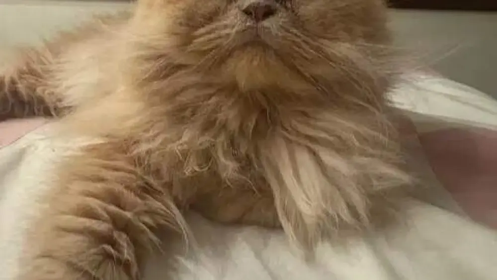Gato persa desaparece em Campo Grande e tutora pede ajuda