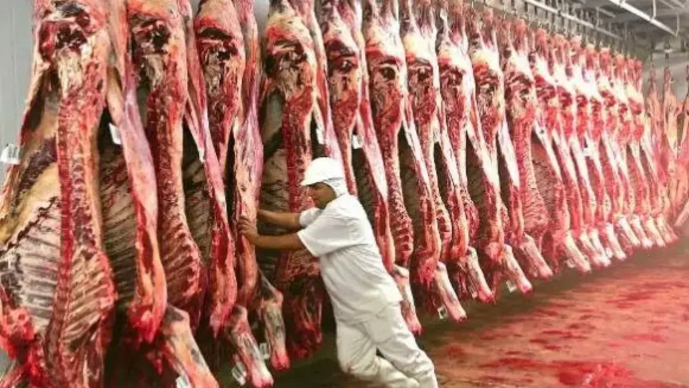 MS registra 2,08 milhões de bovinos abatidos no semestre, mesmo com queda de 1%