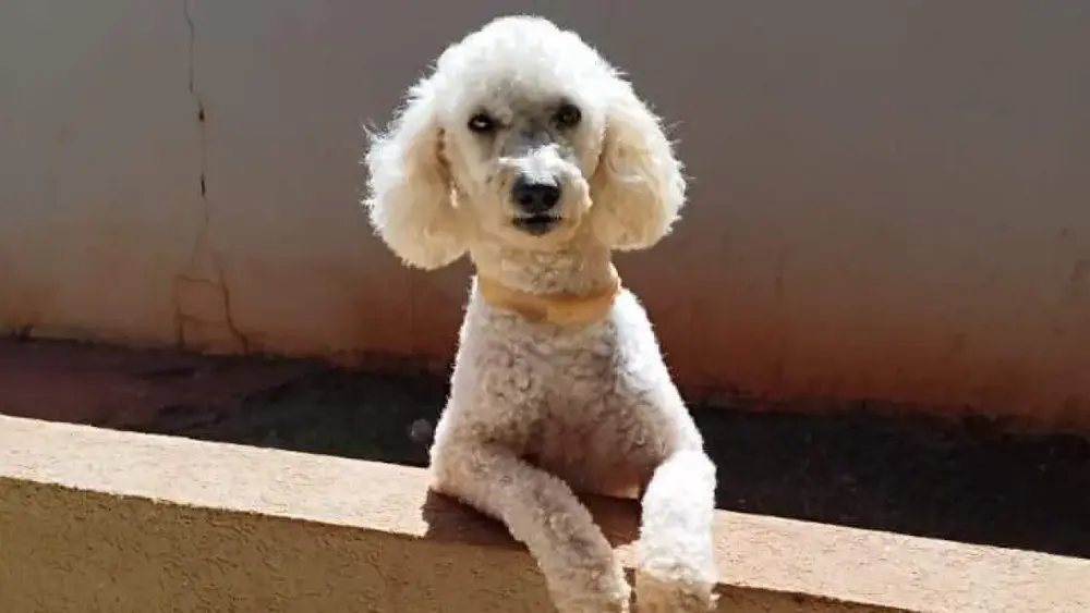 Poodle com epilepsia some no Tijuca; família faz apelo